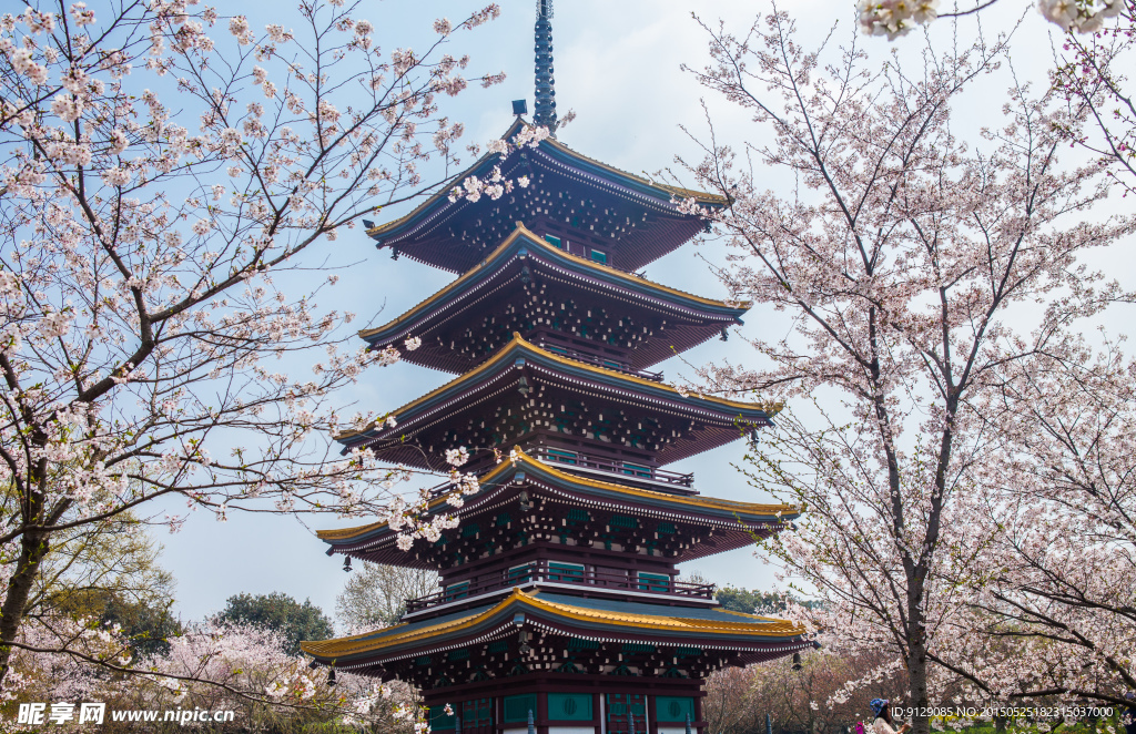 东湖风景区 樱花节