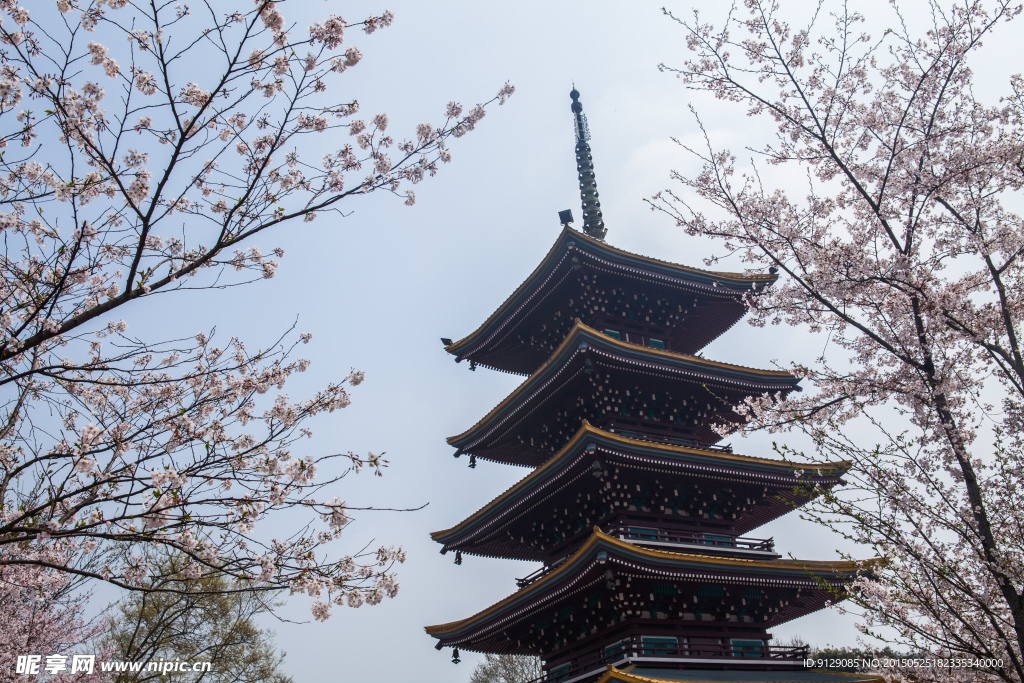 东湖风景区 樱花节