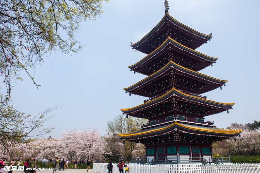 东湖风景区 樱花节