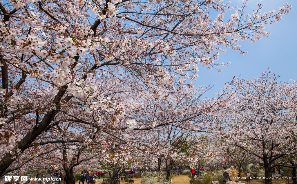 东湖风景区 樱花节