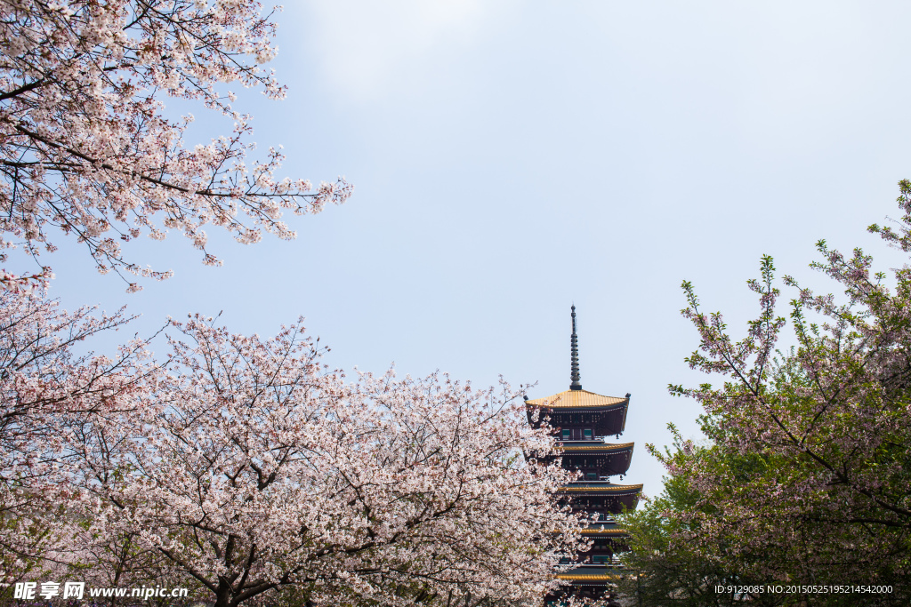 东湖风景区 樱花节