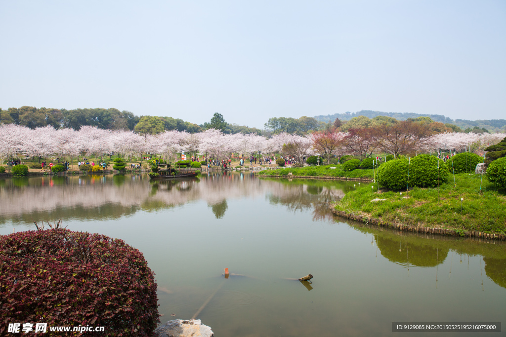 东湖风景区 樱花节