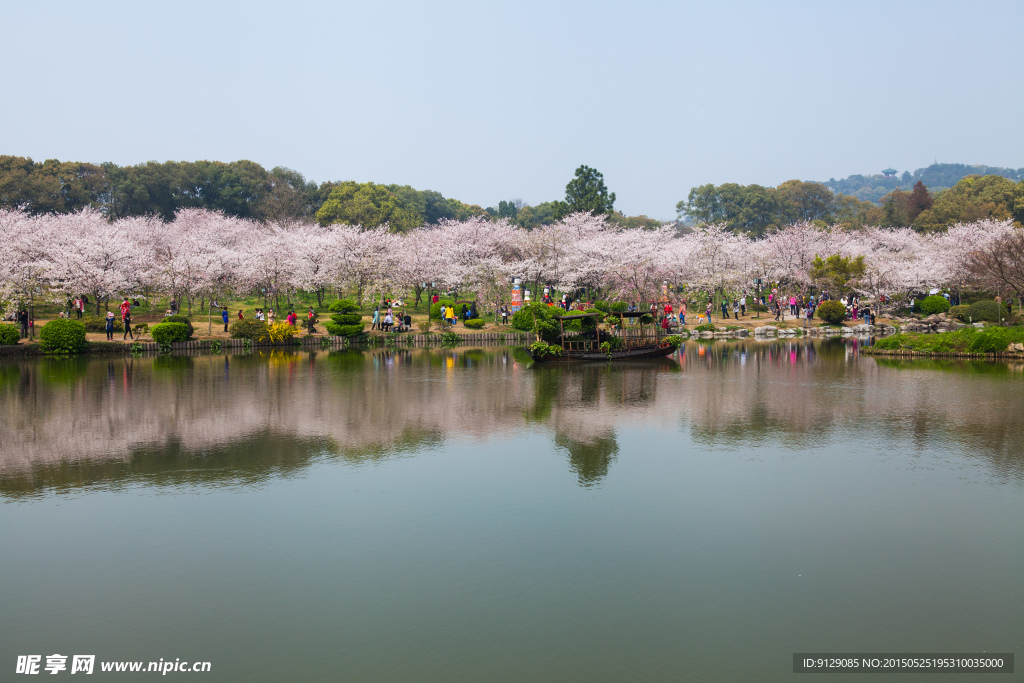 东湖风景区 樱花节