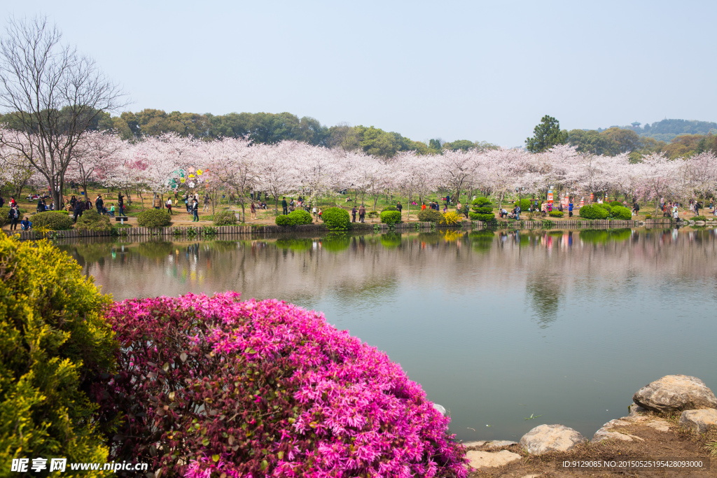 东湖风景区 樱花节