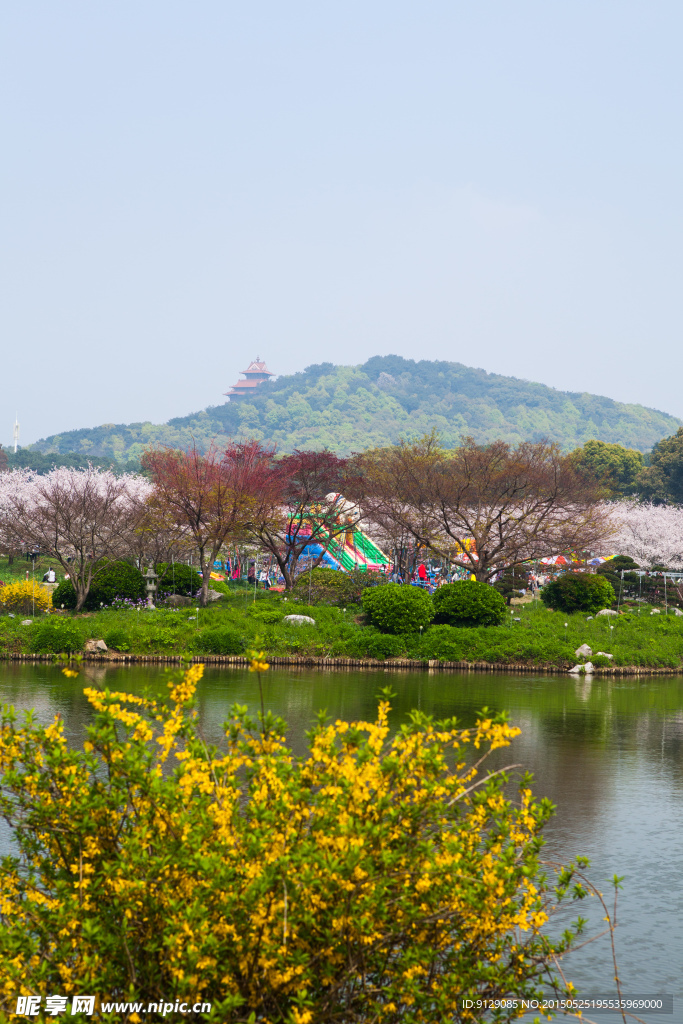 东湖风景区 樱花节