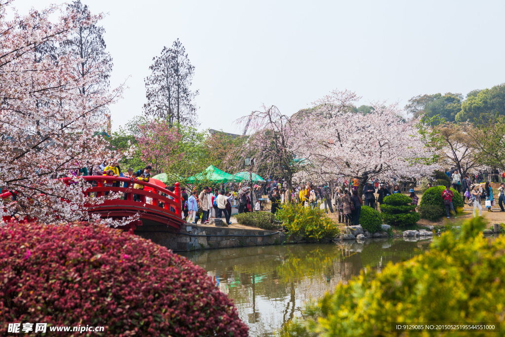 东湖风景区 樱花节