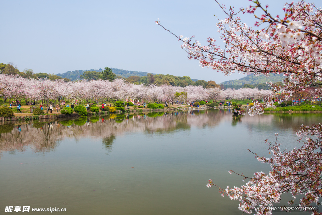 东湖风景区 樱花节