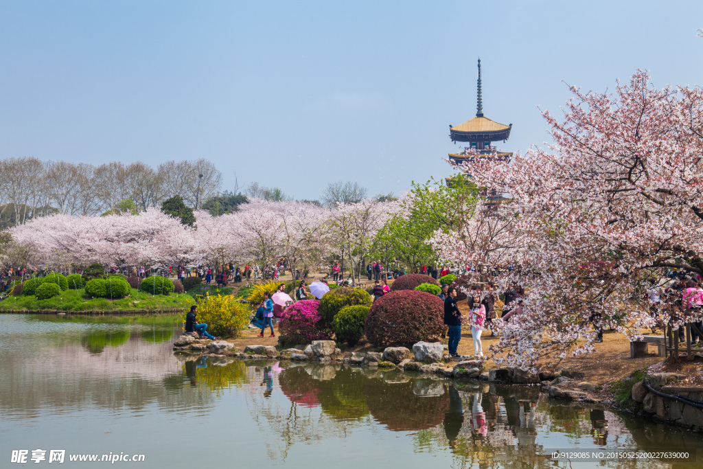 东湖风景区 樱花节