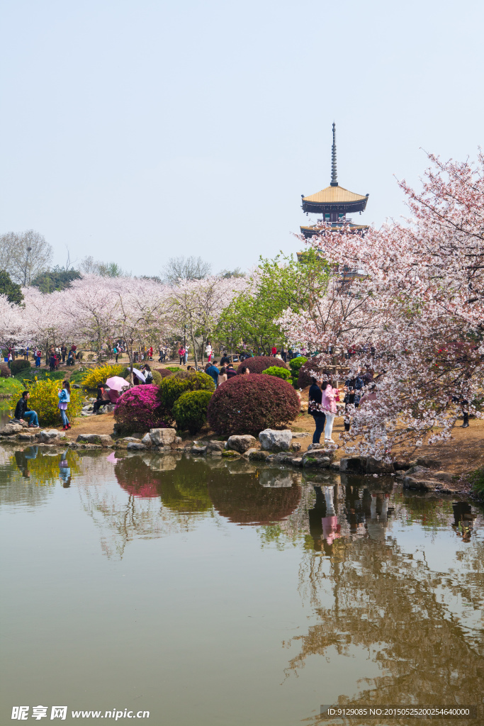 东湖风景区 樱花节