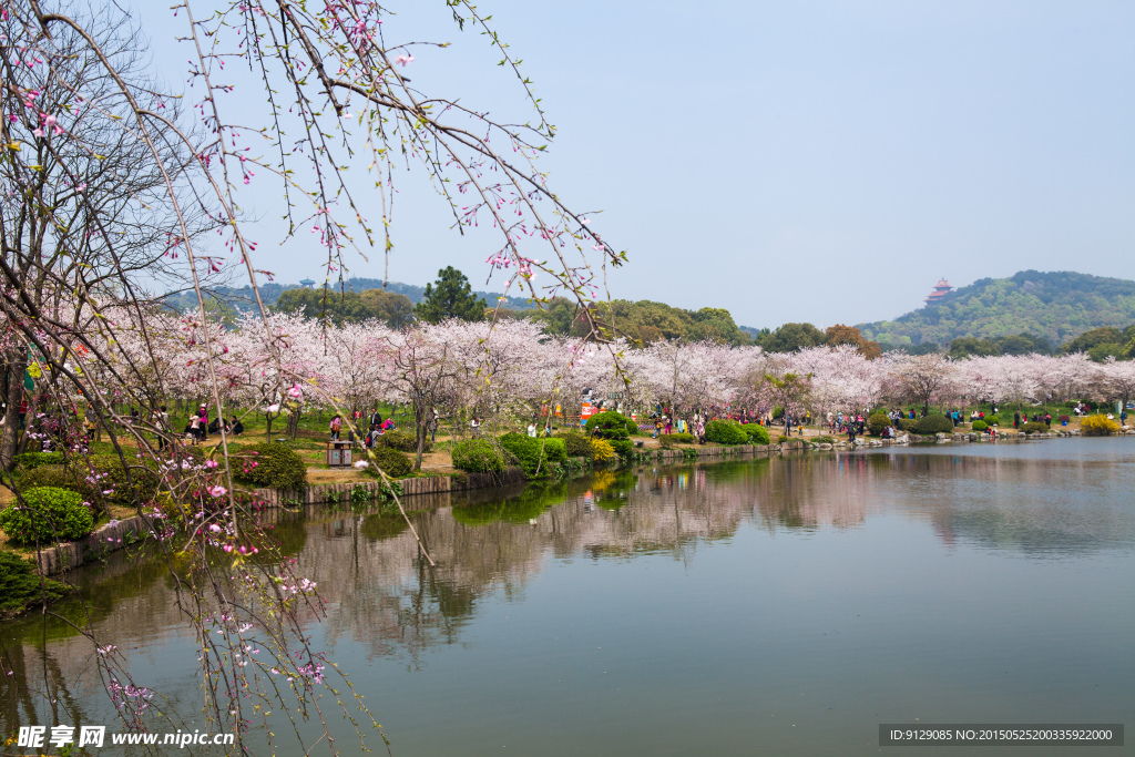 东湖风景区 樱花节