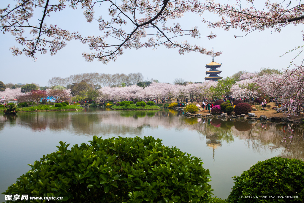 东湖风景区 樱花节
