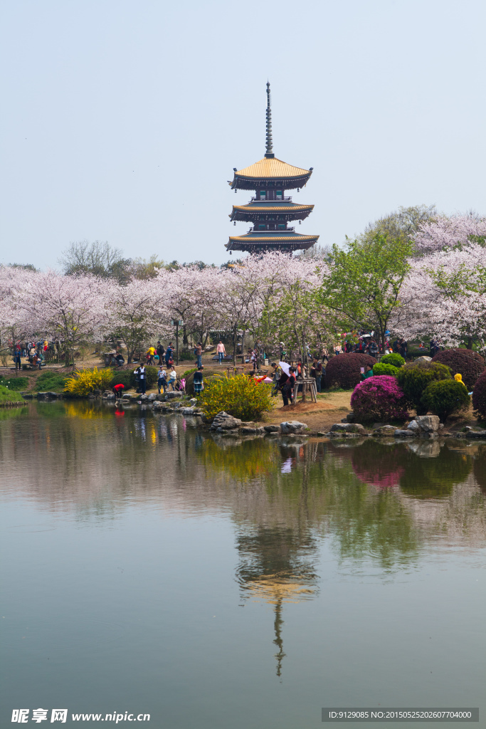 东湖风景区 樱花节