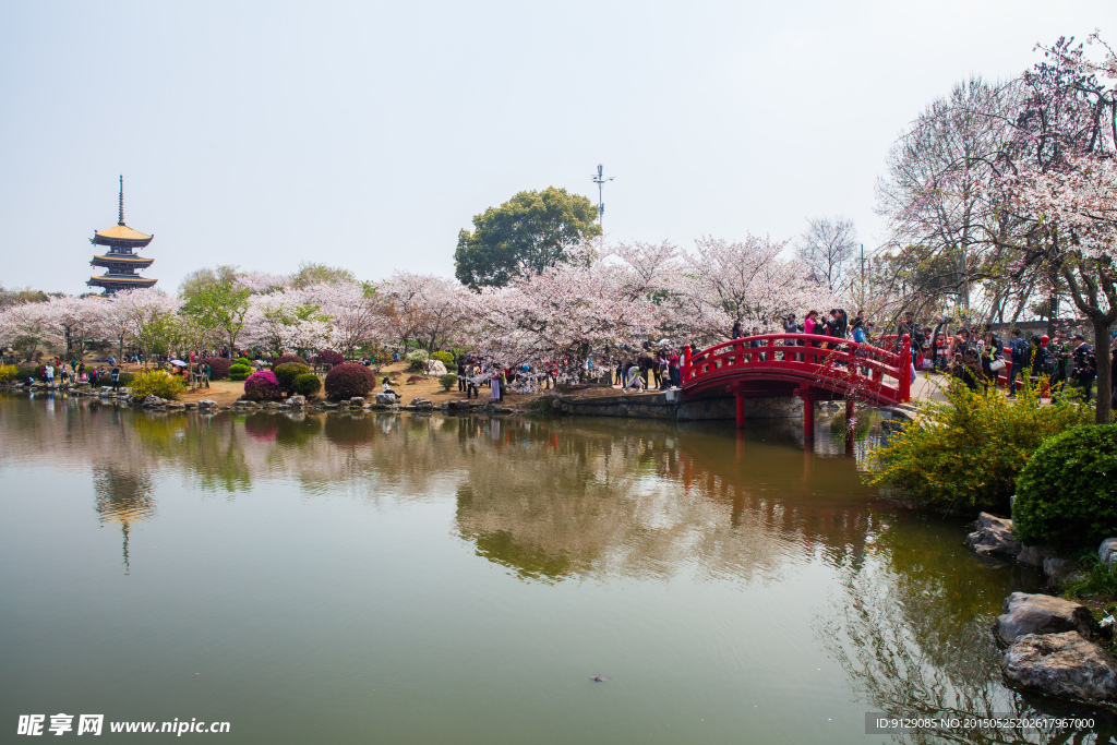 东湖风景区 樱花节