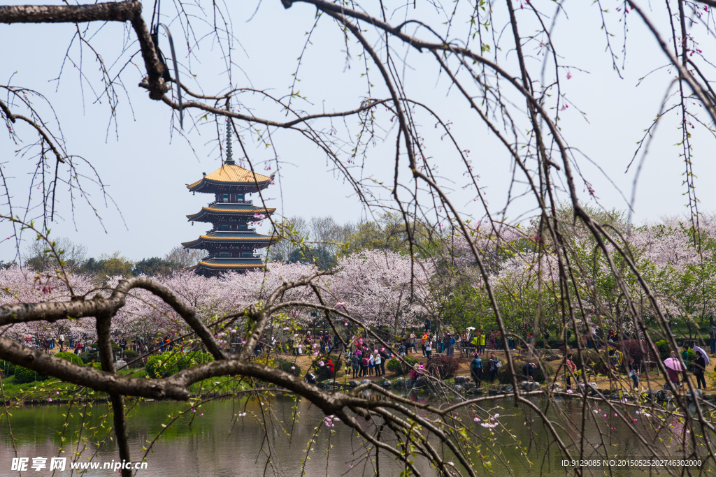 东湖风景区 樱花节