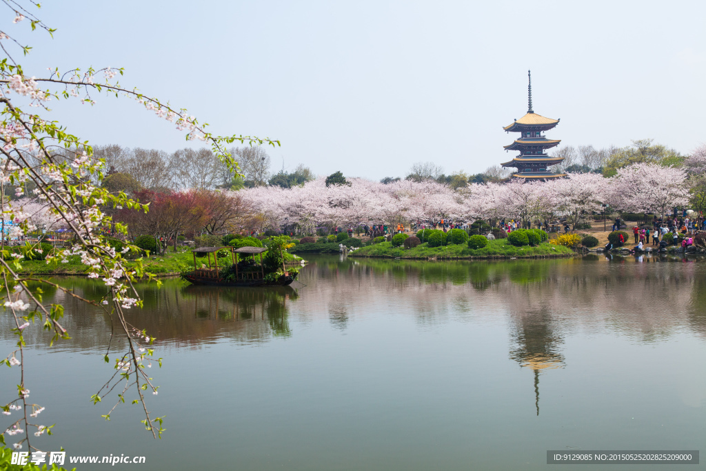 东湖风景区 樱花节