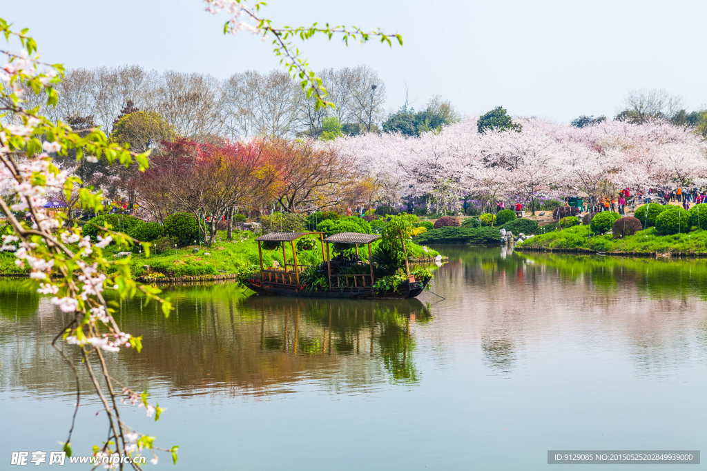东湖风景区 樱花节