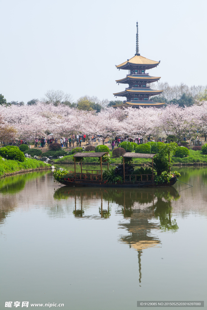 东湖风景区 樱花节