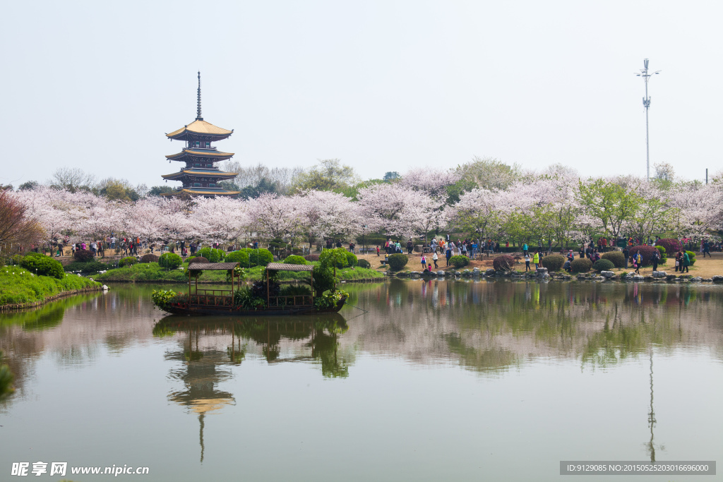 东湖风景区 樱花节