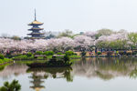 东湖风景区 樱花节
