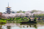 东湖风景区 樱花节