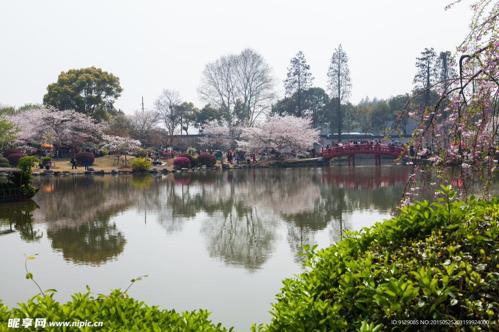 东湖风景区 樱花节