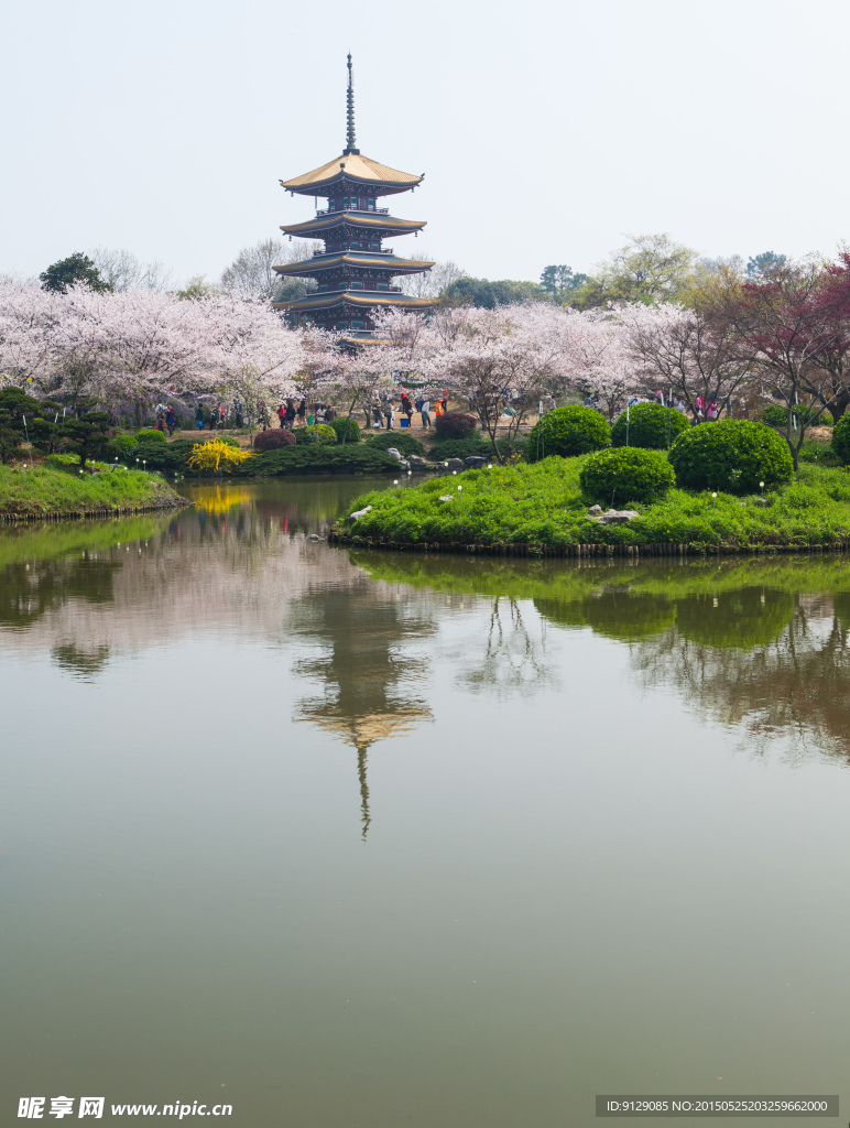 东湖风景区 樱花节