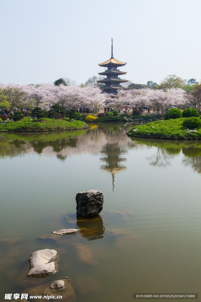 东湖风景区 樱花节