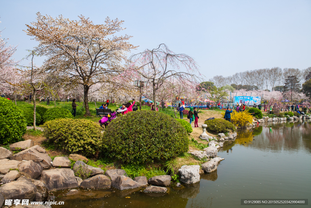 东湖风景区 樱花节