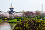 东湖风景区 樱花节