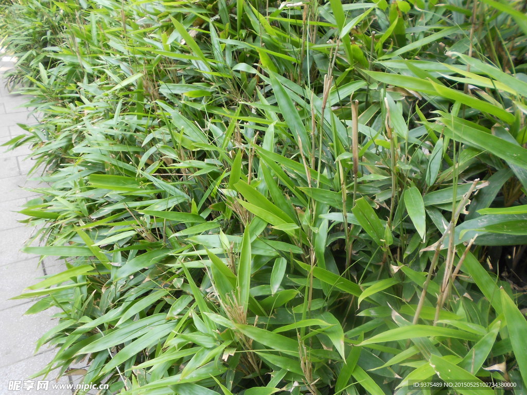 绿植图片