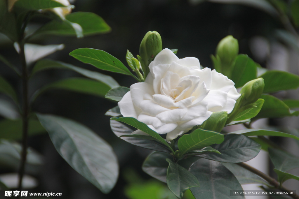 栀子花