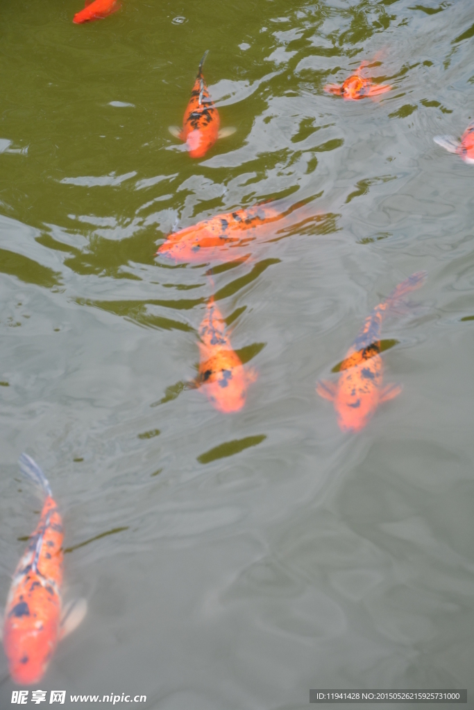 观赏鱼