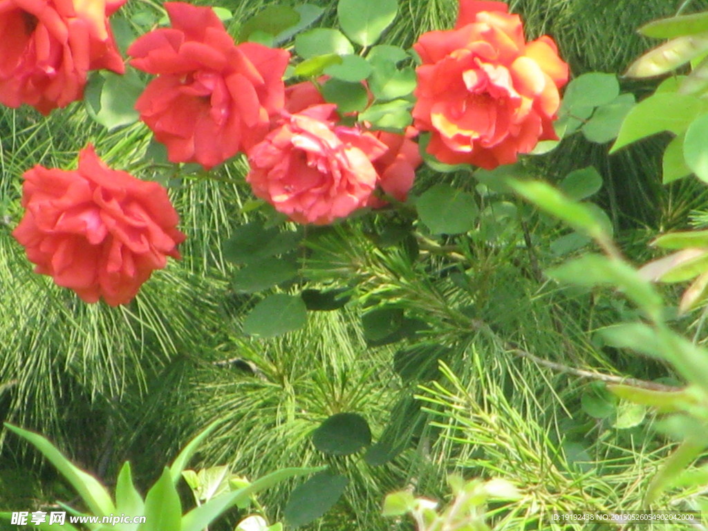 月季花