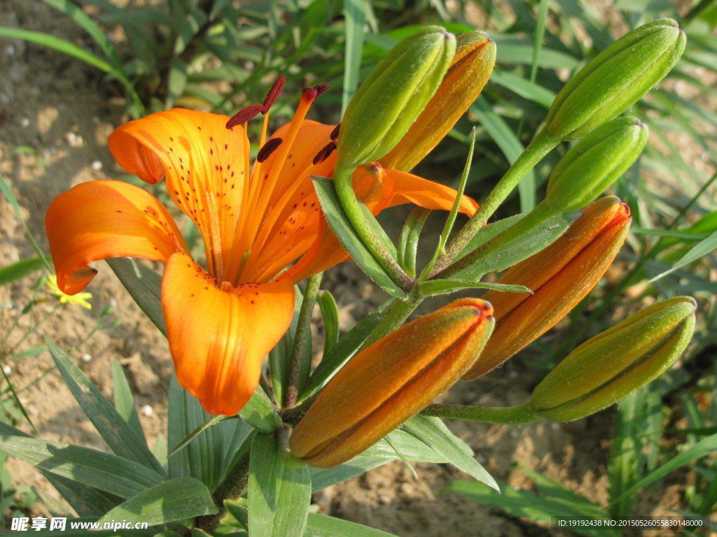 百合花