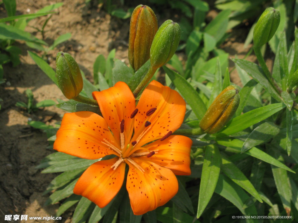 百合花