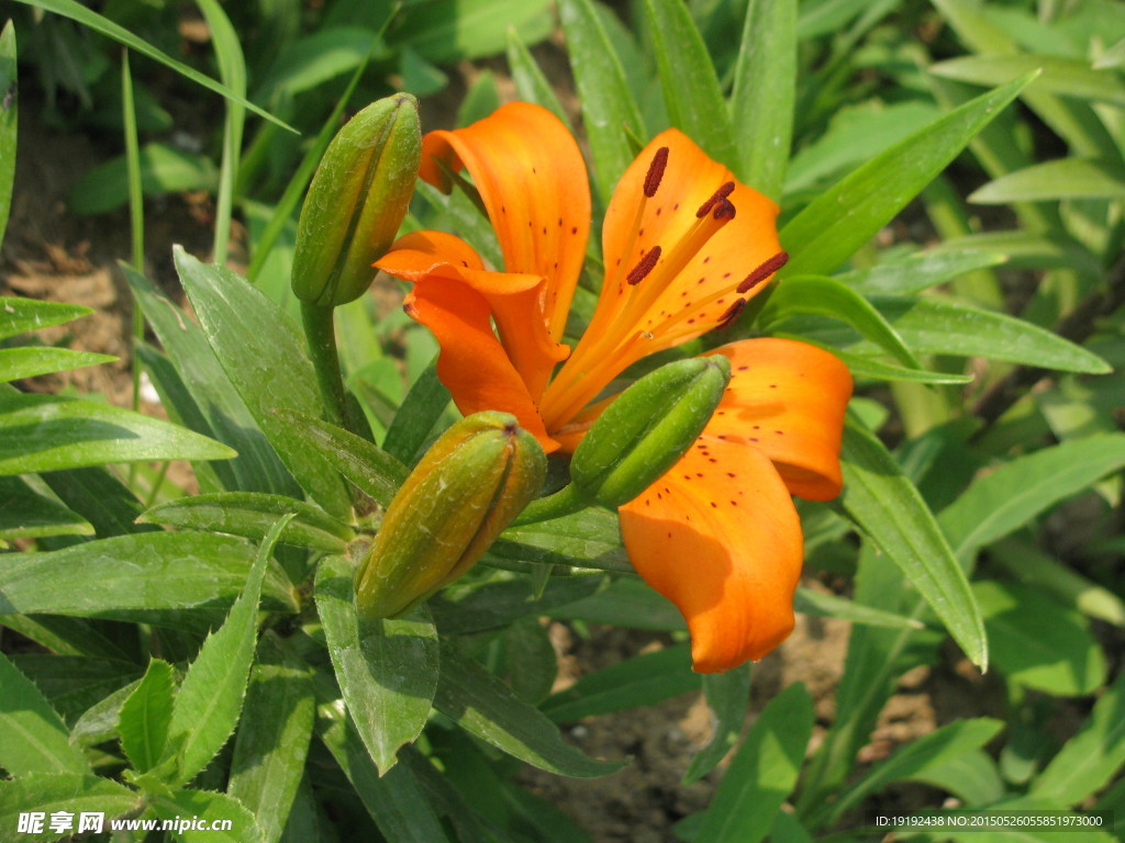 百合花