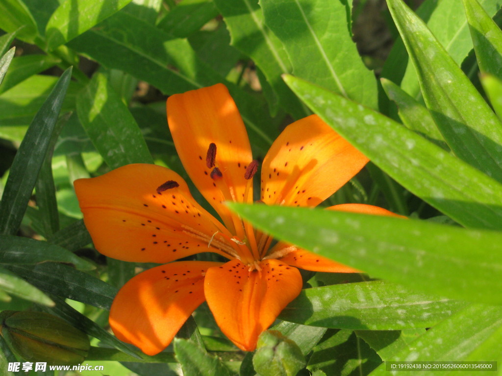 百合花
