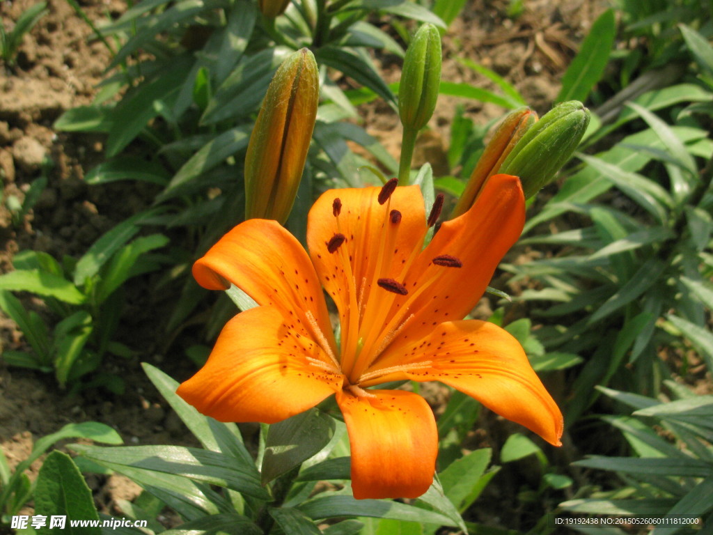 百合花
