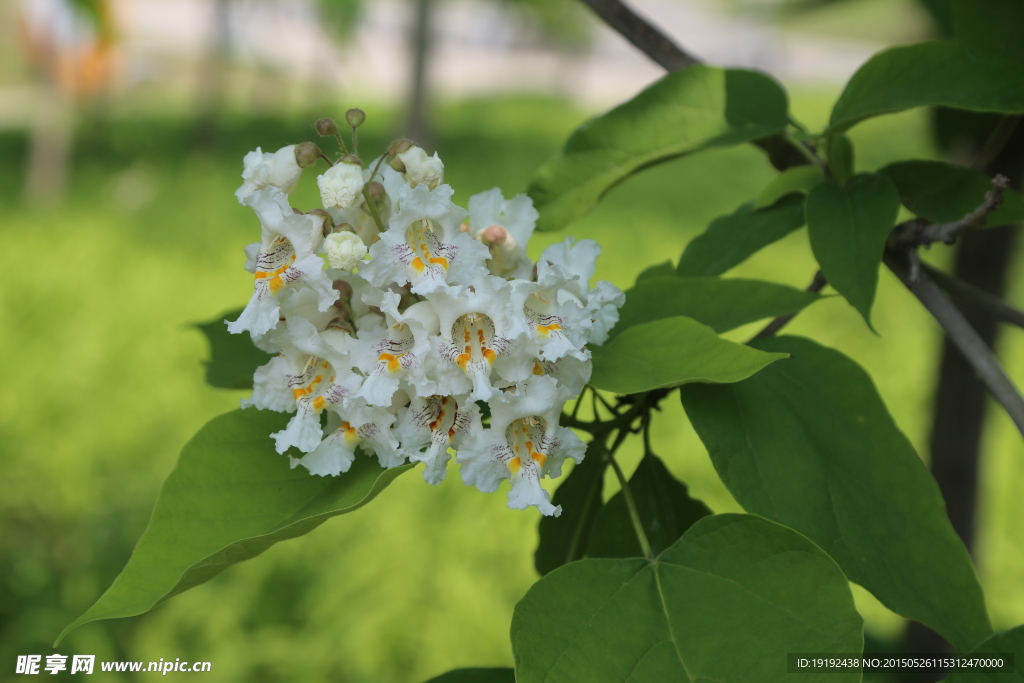 梓树花