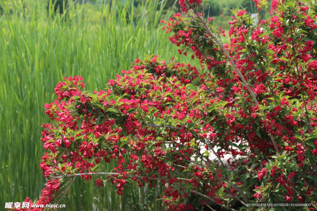 锦带花