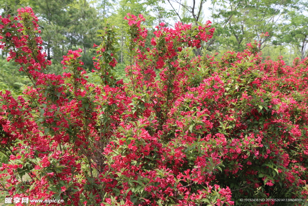 锦带花