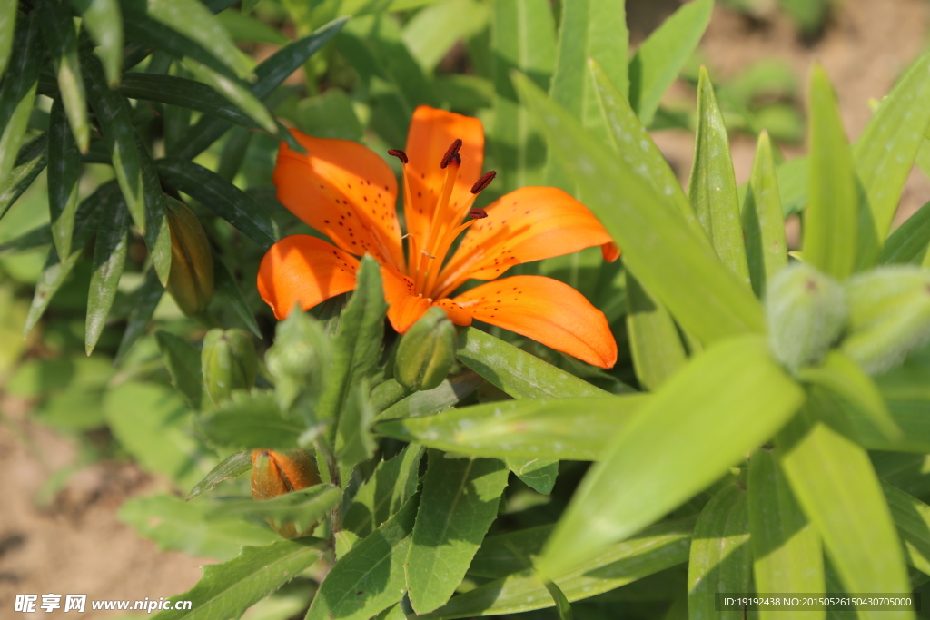 百合花
