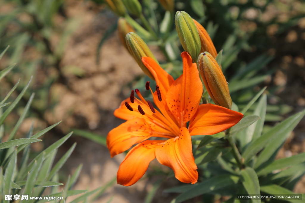 百合花