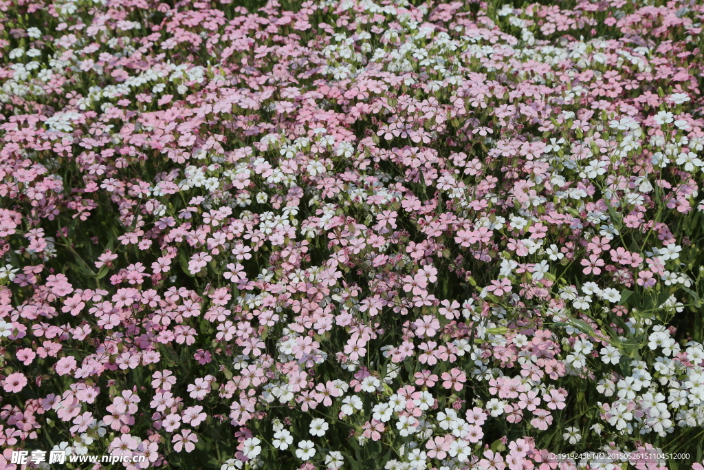 花草素材