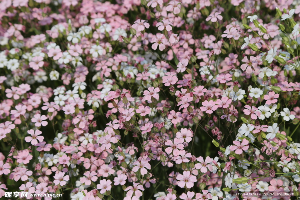花草素材