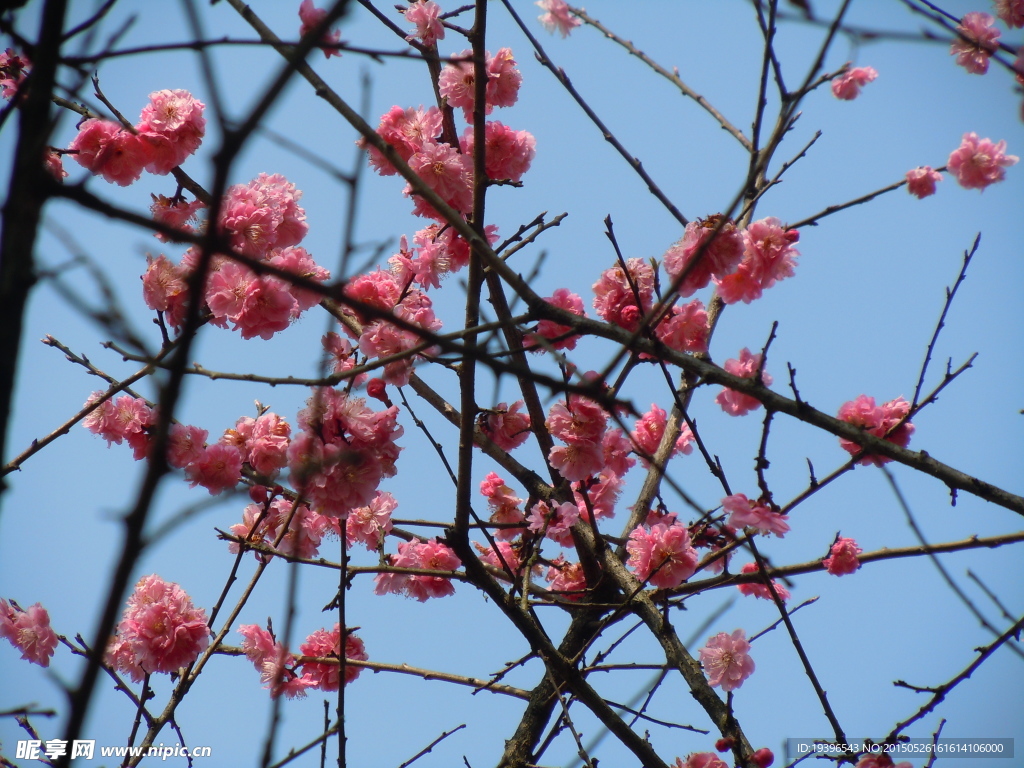梅花