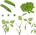 矢量 豌豆