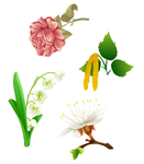 矢量玫瑰花 铃兰