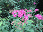 红色的花