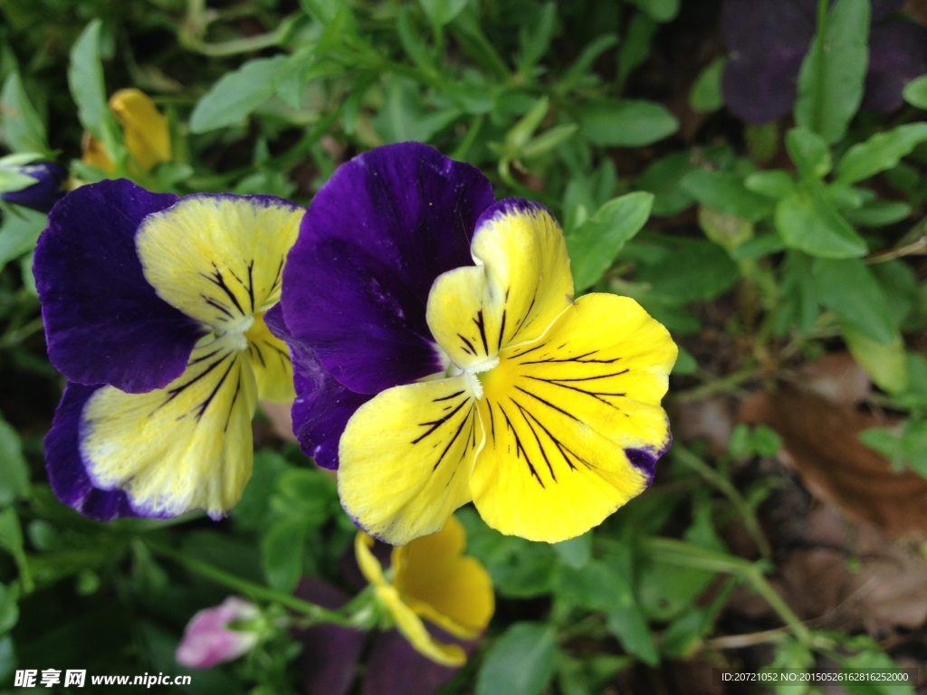 紫黄色蝴蝶花